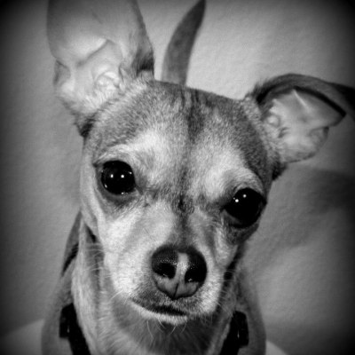 Shiloh Sierra