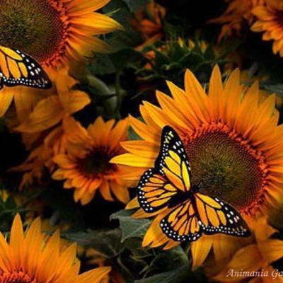Debra Taylor
