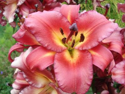 Diane Warrener