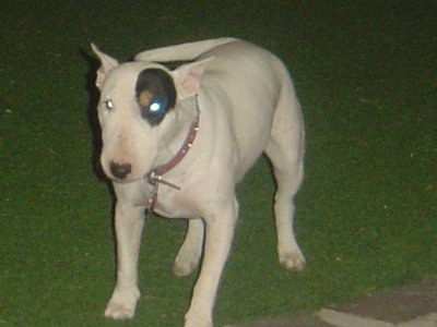 Ernest Vigil