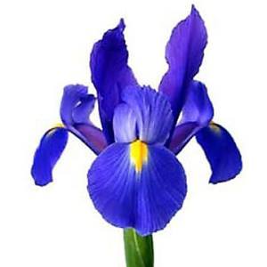 Iris Tarta