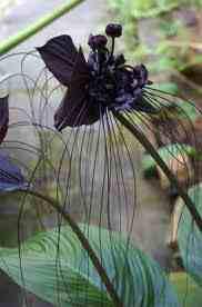 Jenny Knowles