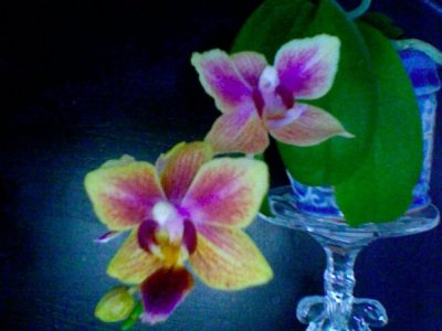 Karen Wilson