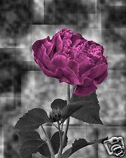 Debra Spicer