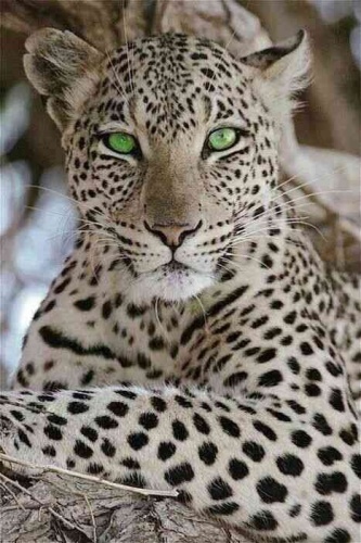 Fahad Fahad