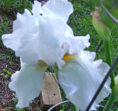 Mary Koder