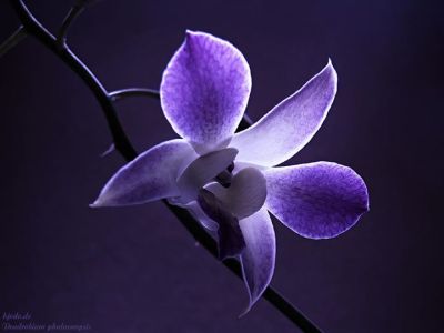 Cynthia Reedy