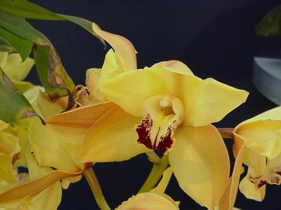Patricia Guthrie
