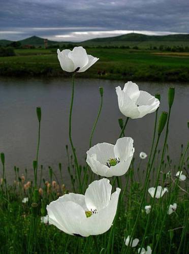 Patricia Mcewen