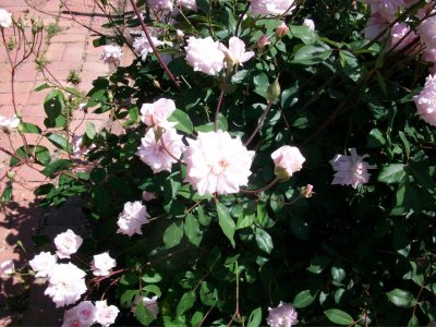 Nancy Goold
