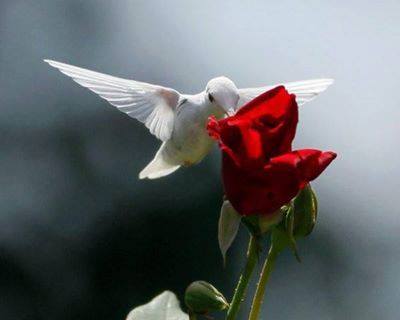Robin Allisoon
