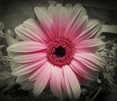 Judy Culhane
