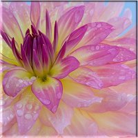 Dianne Browning