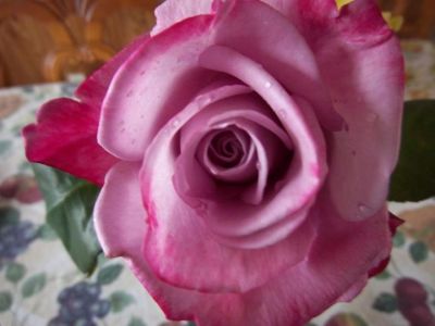 Cynthia Warnick