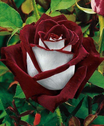Roseann Reeves