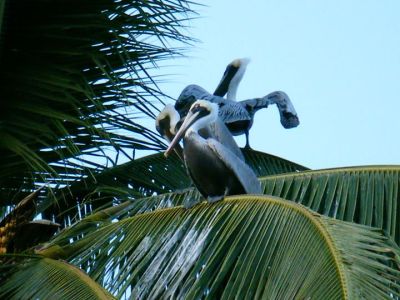 Victor Aguilar