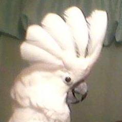 Pepper Maguire