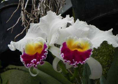 Phyllis Colgan
