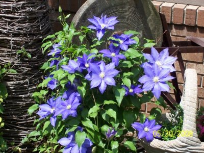Cheryl Brown
