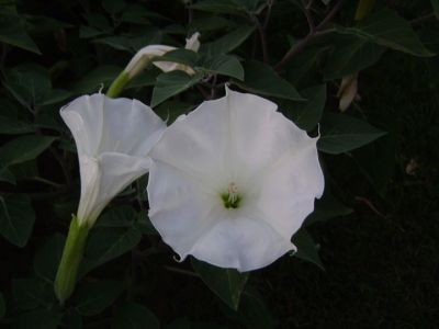 Dawn Freier
