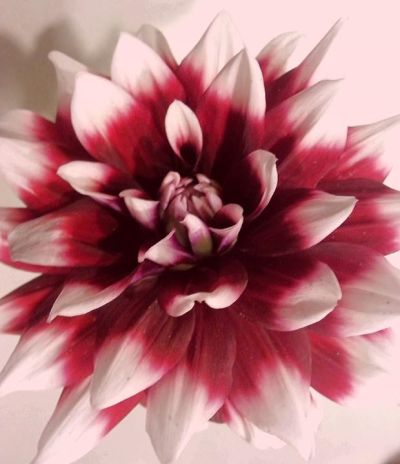 Susan Mcdonald