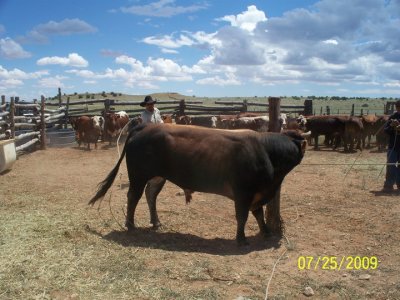 Walter Begay