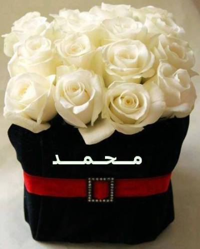 Mohammed Hamed