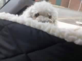 Gustan Cho