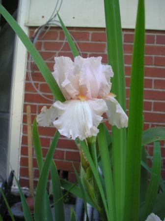 Iris Spisak