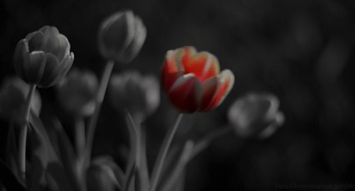 Debra Mendenhall